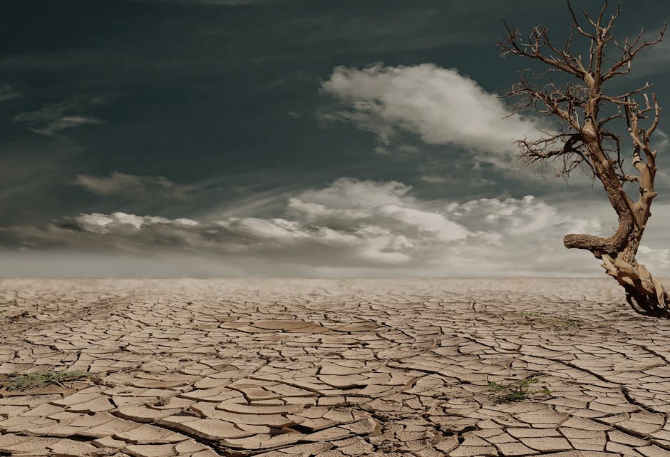 Dry (Сухой) — сухая потрескавшаяся земля или высушенное растение