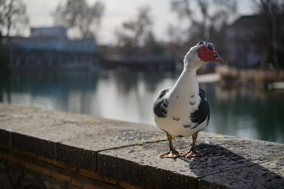 Duck (Утка) — водоплавающая птица