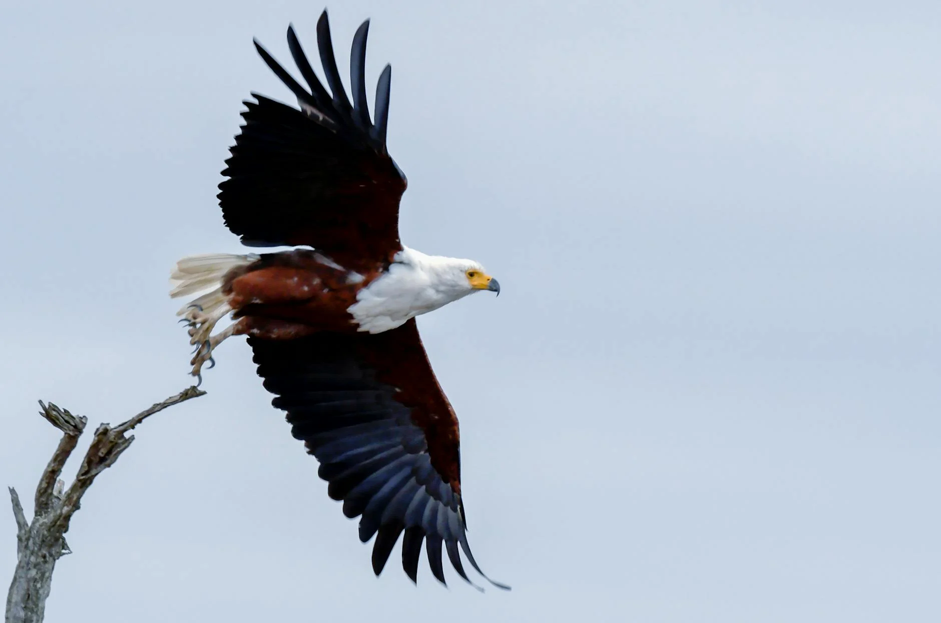 Eagle
