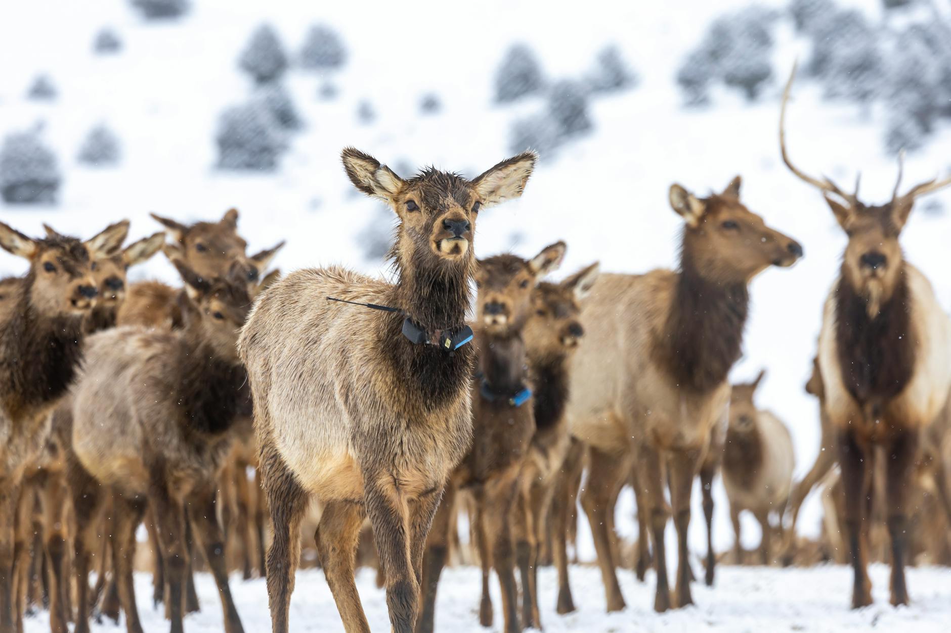 Elk