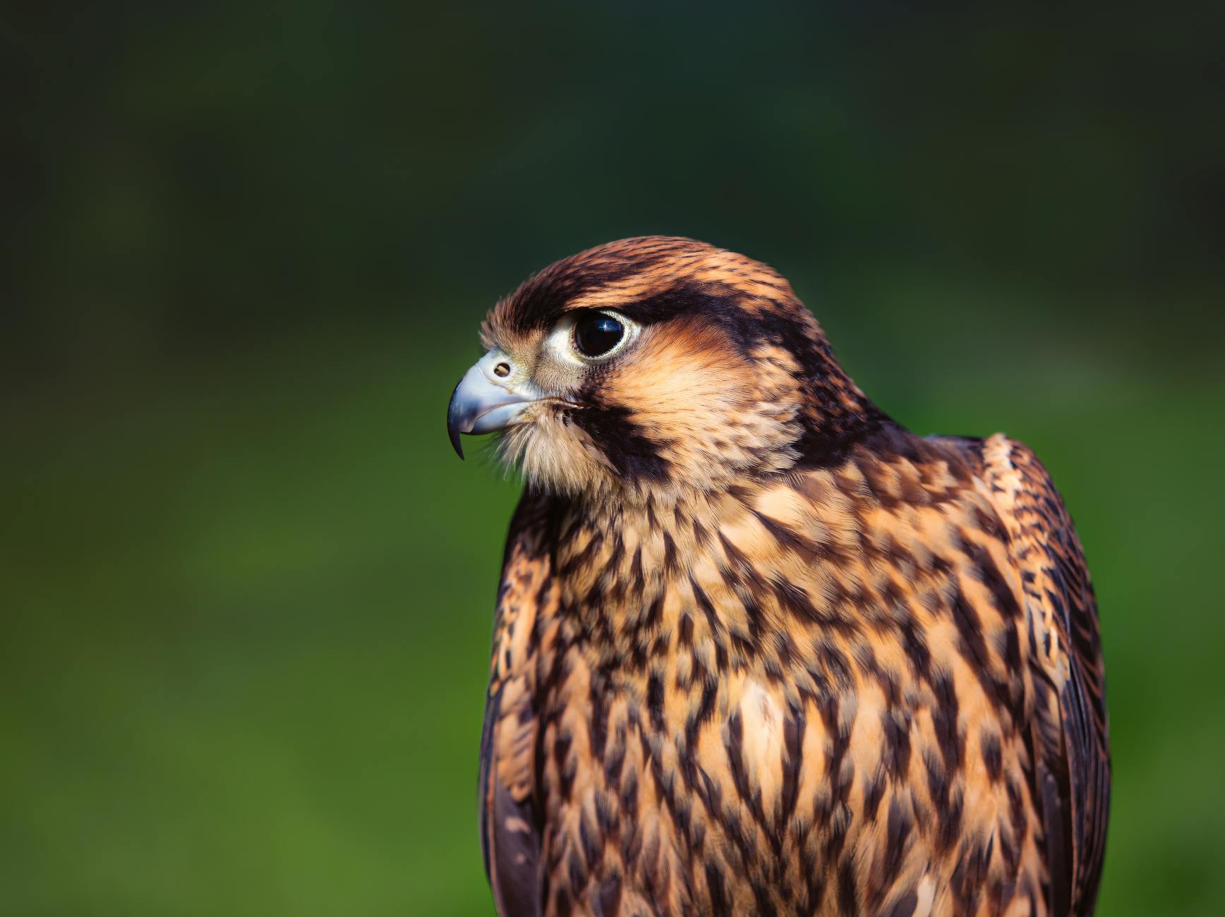 Falcon