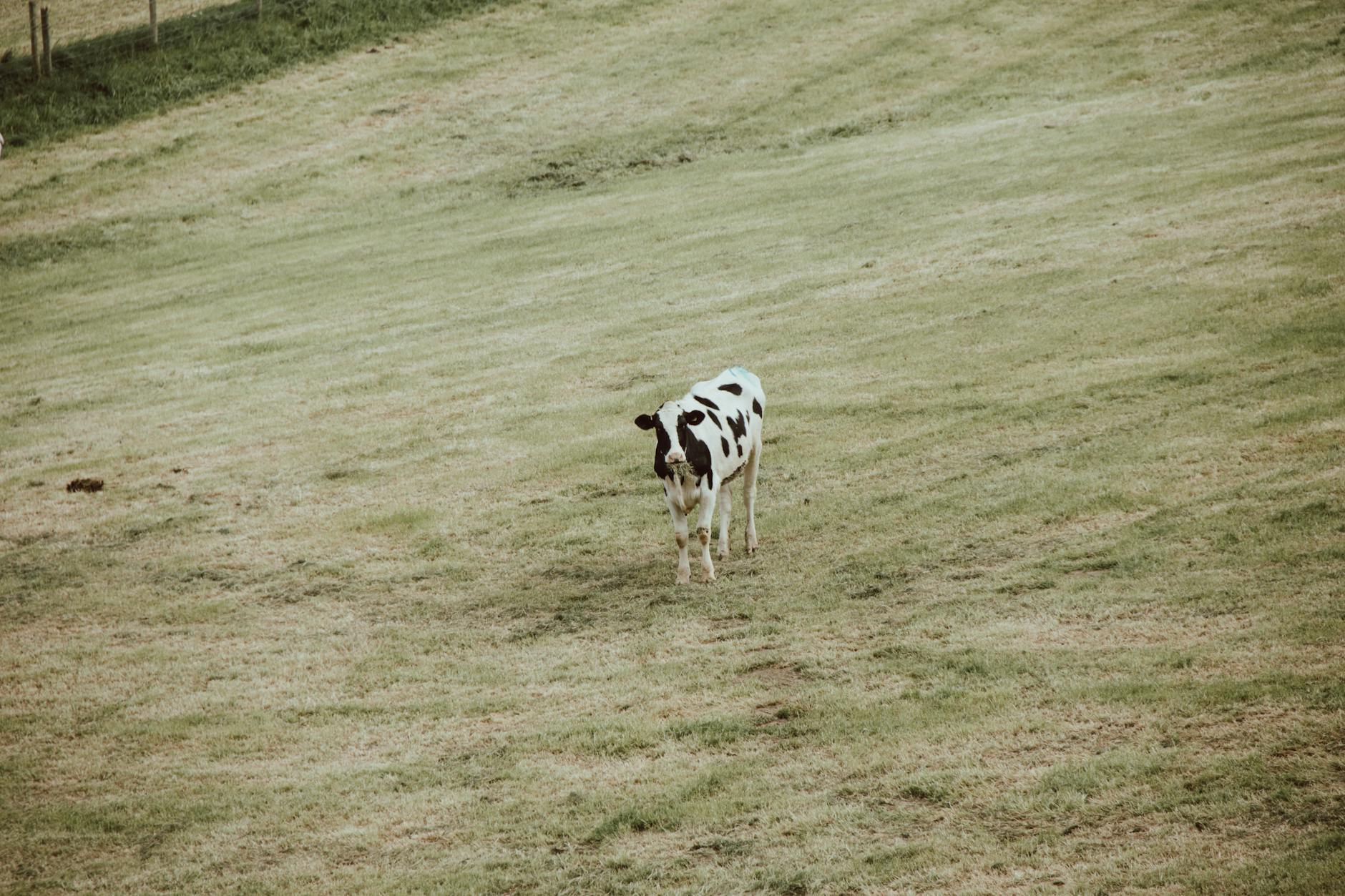 Farm