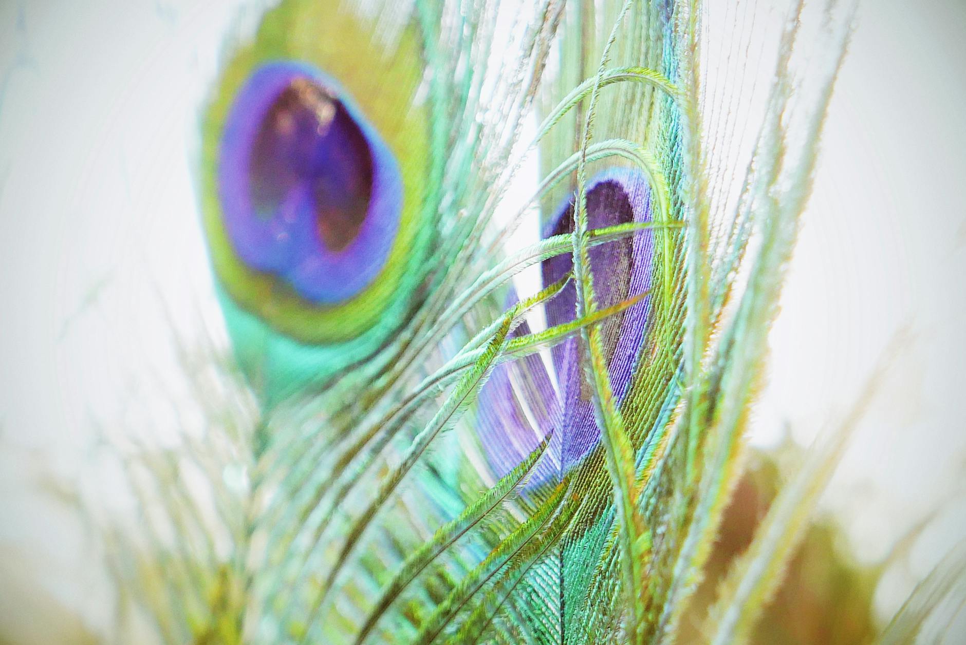 Feather