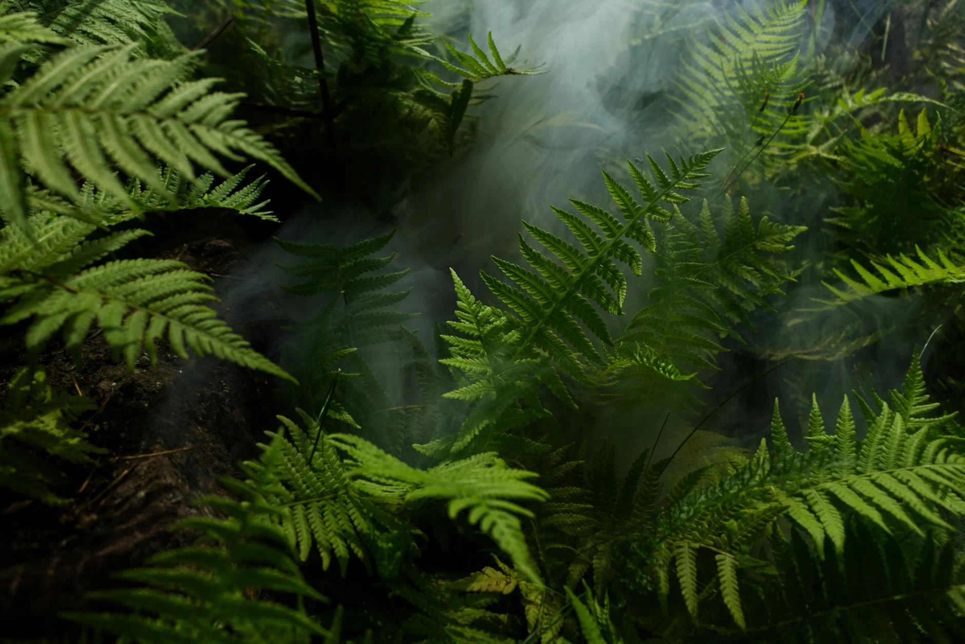 Fern