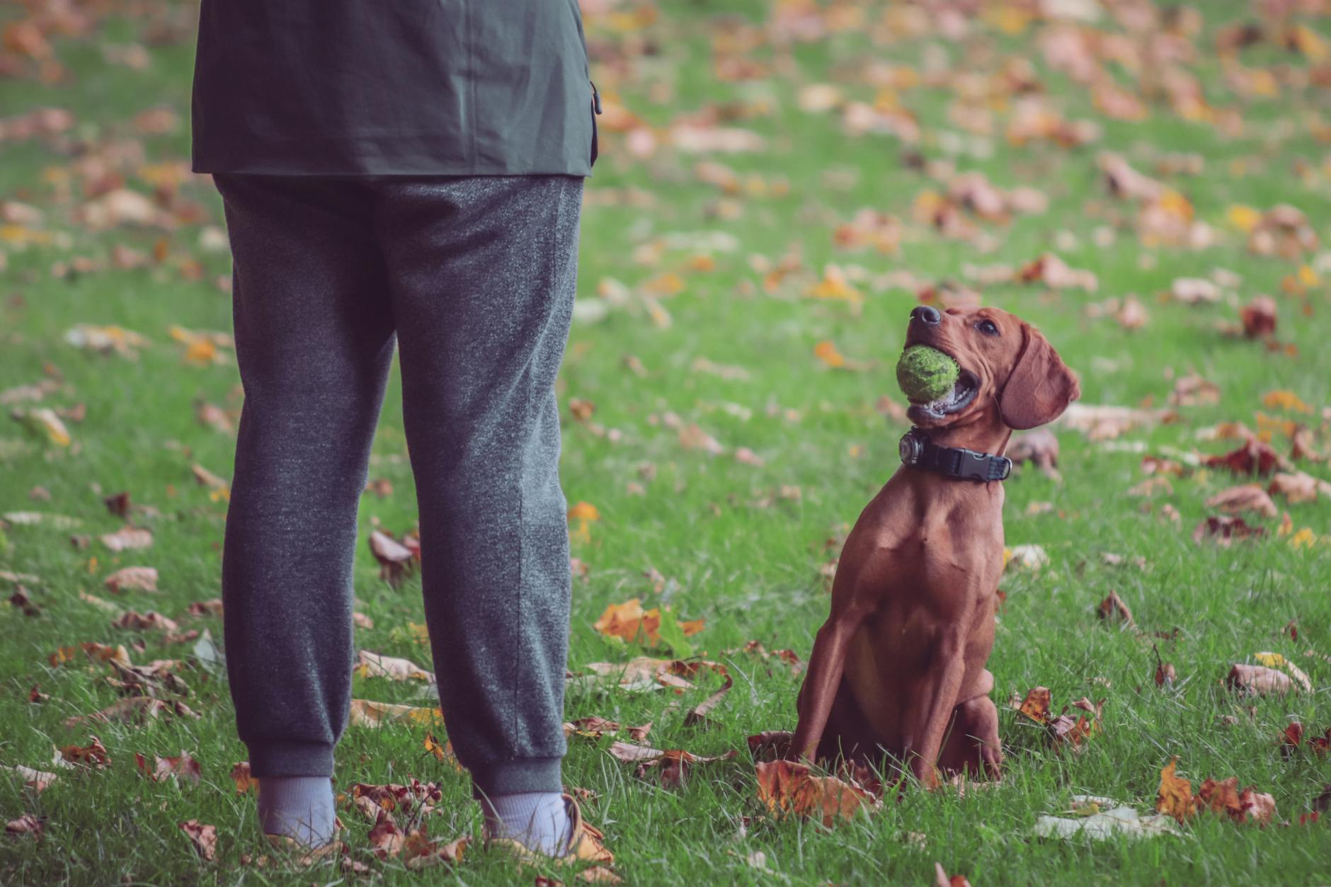Fetch