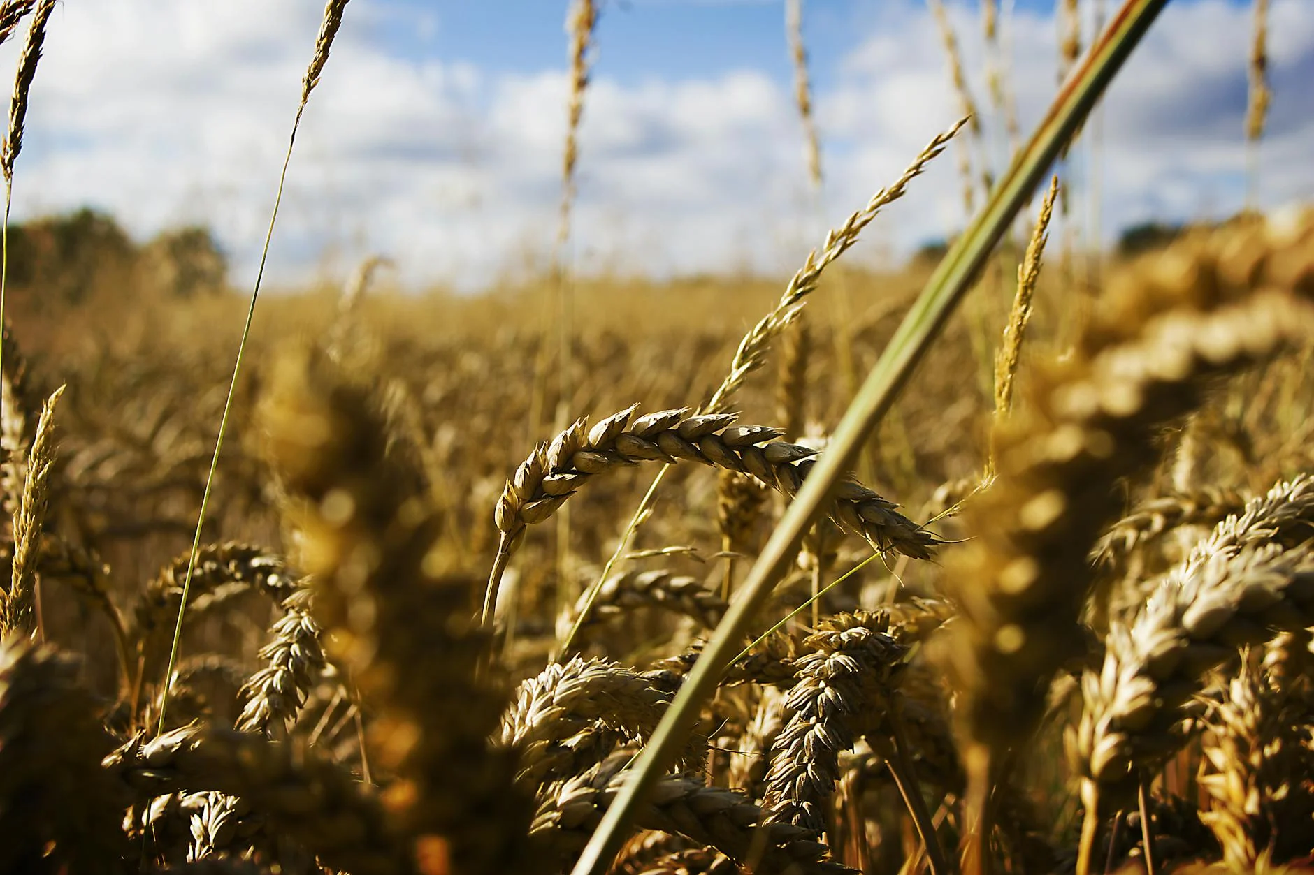 Field
