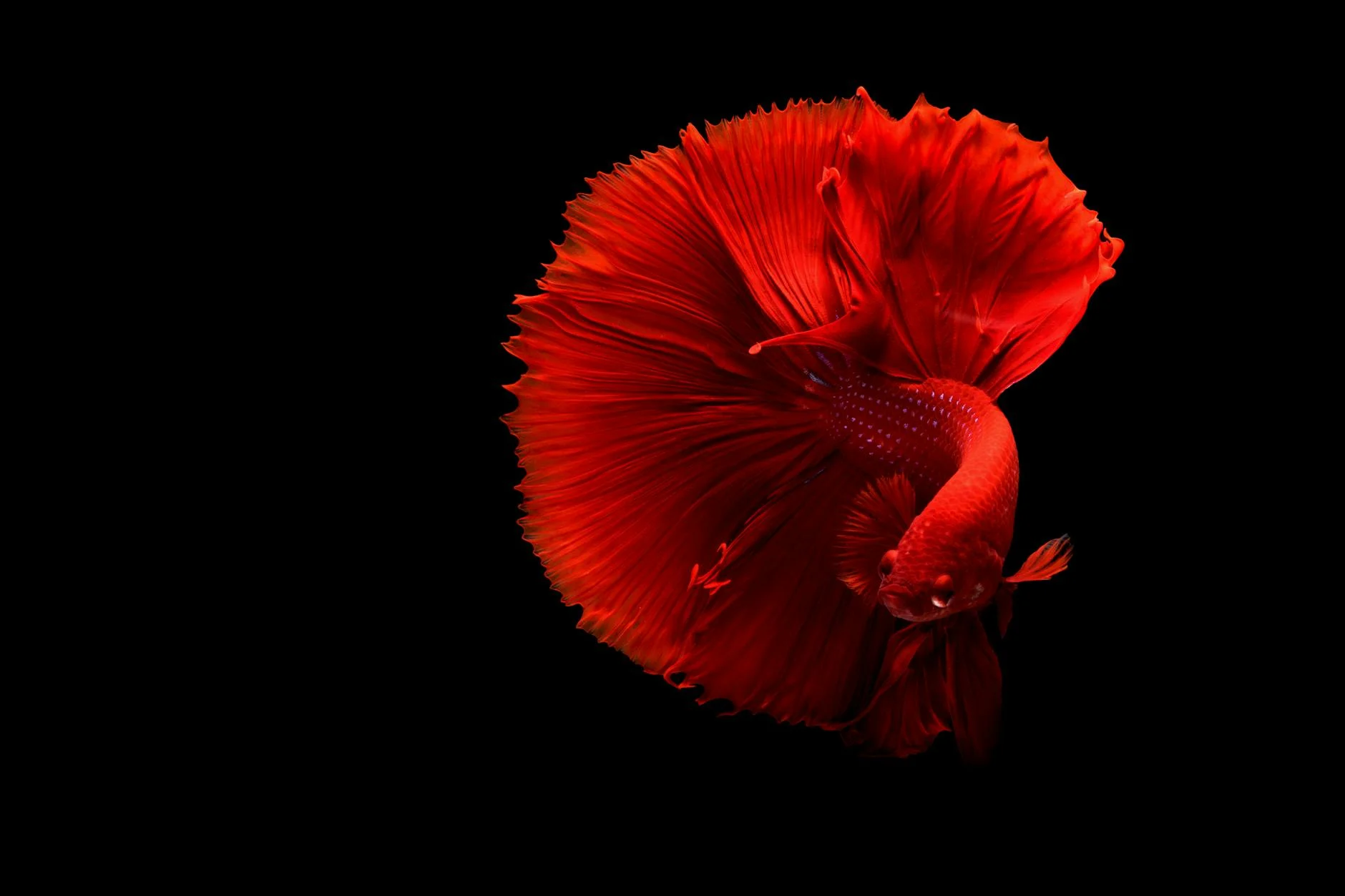 Fin