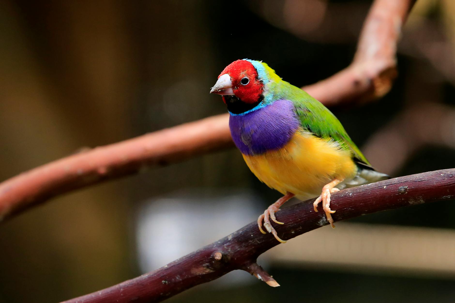 Finch