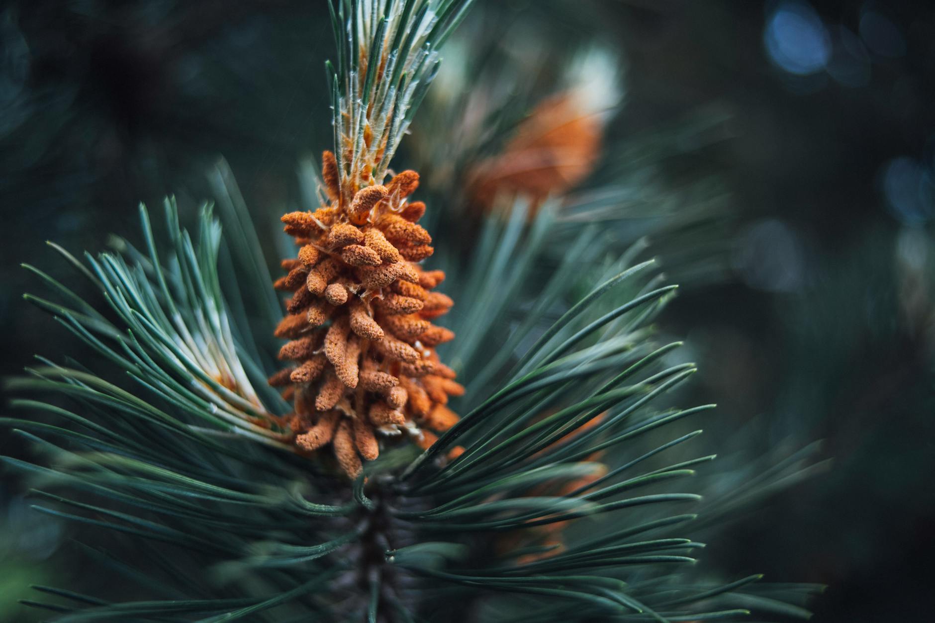 Fir (Пихта) — вечнозеленое дерево с иголками и шишками