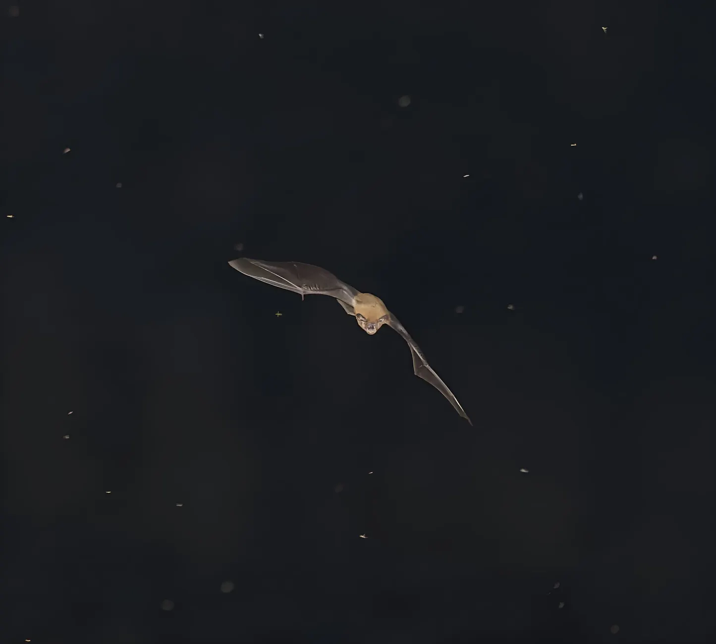 Flittermouse