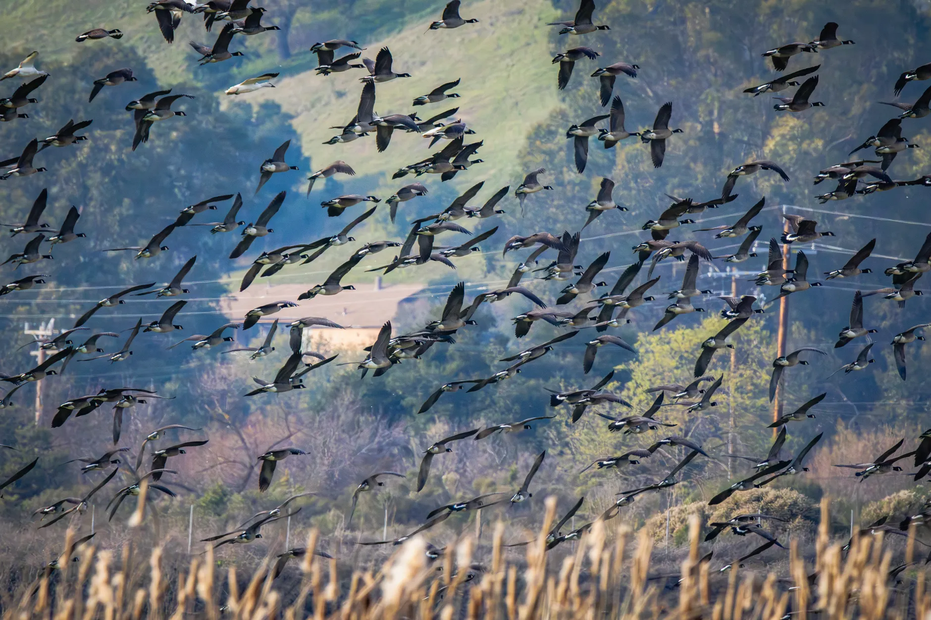 Flock (стая/толпа) — группа птиц, овец или людей