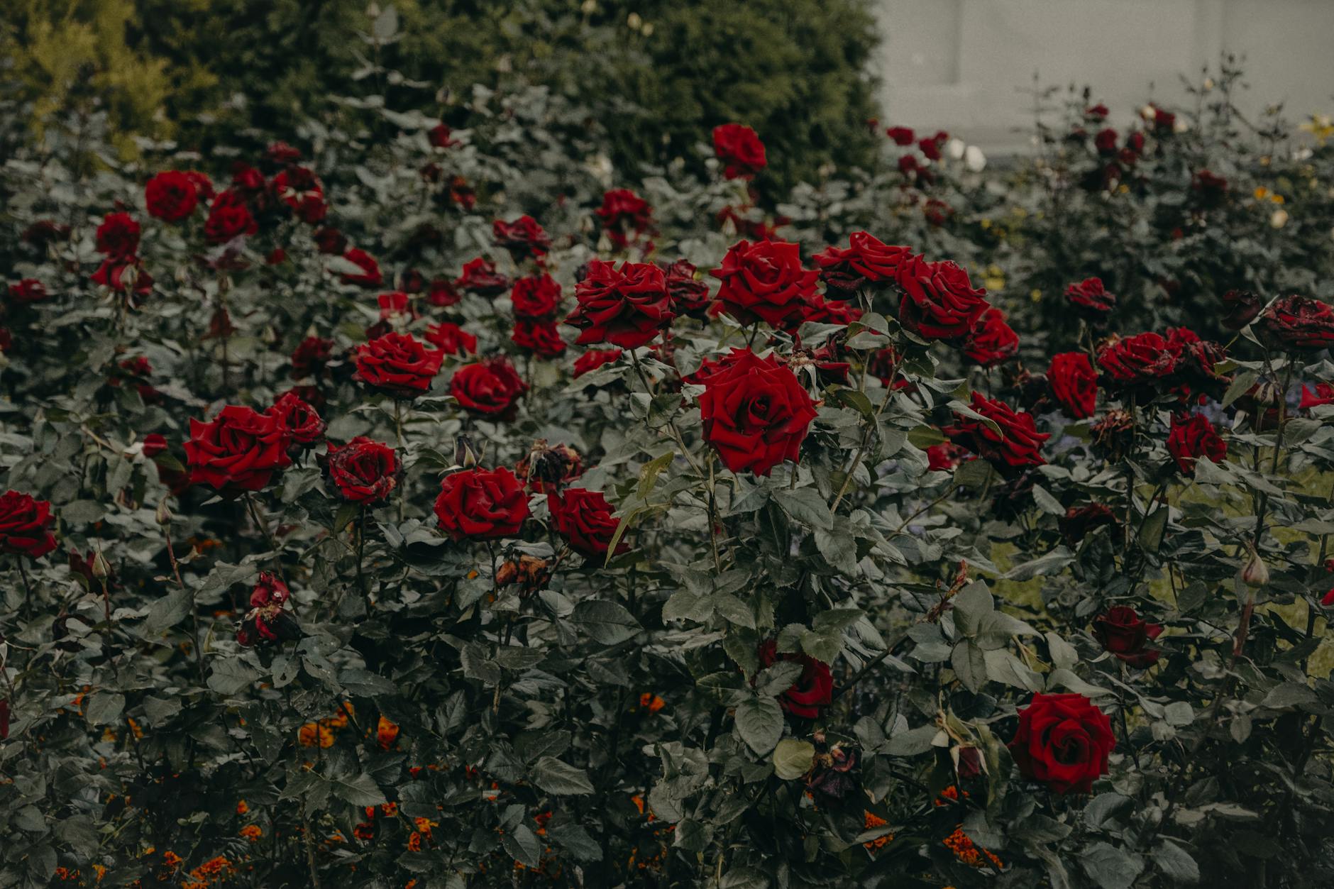 Flourish