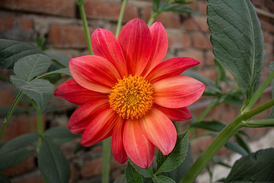 Flower (Цветок) — красивая часть растения