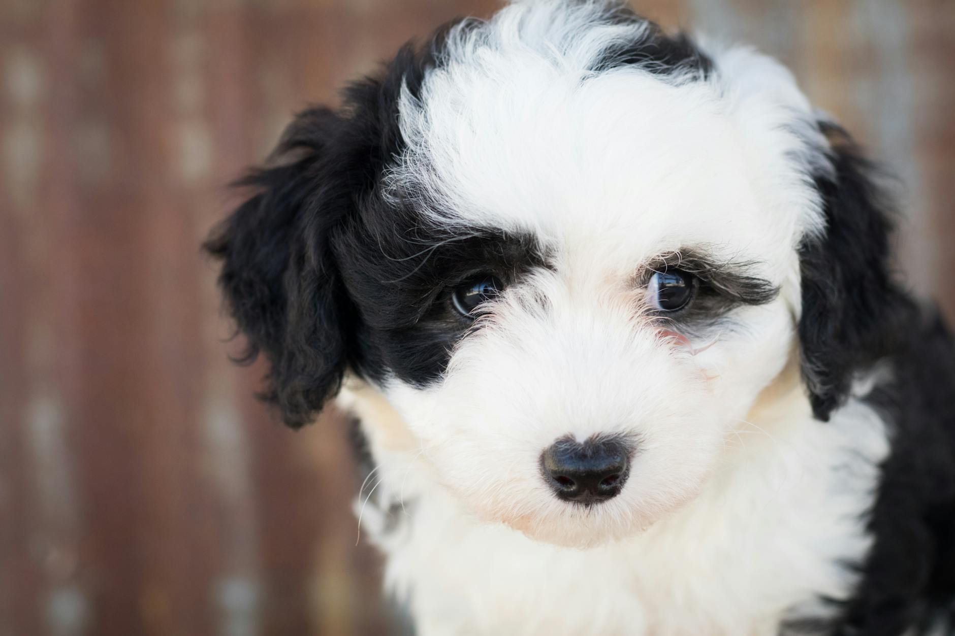 Fluffy