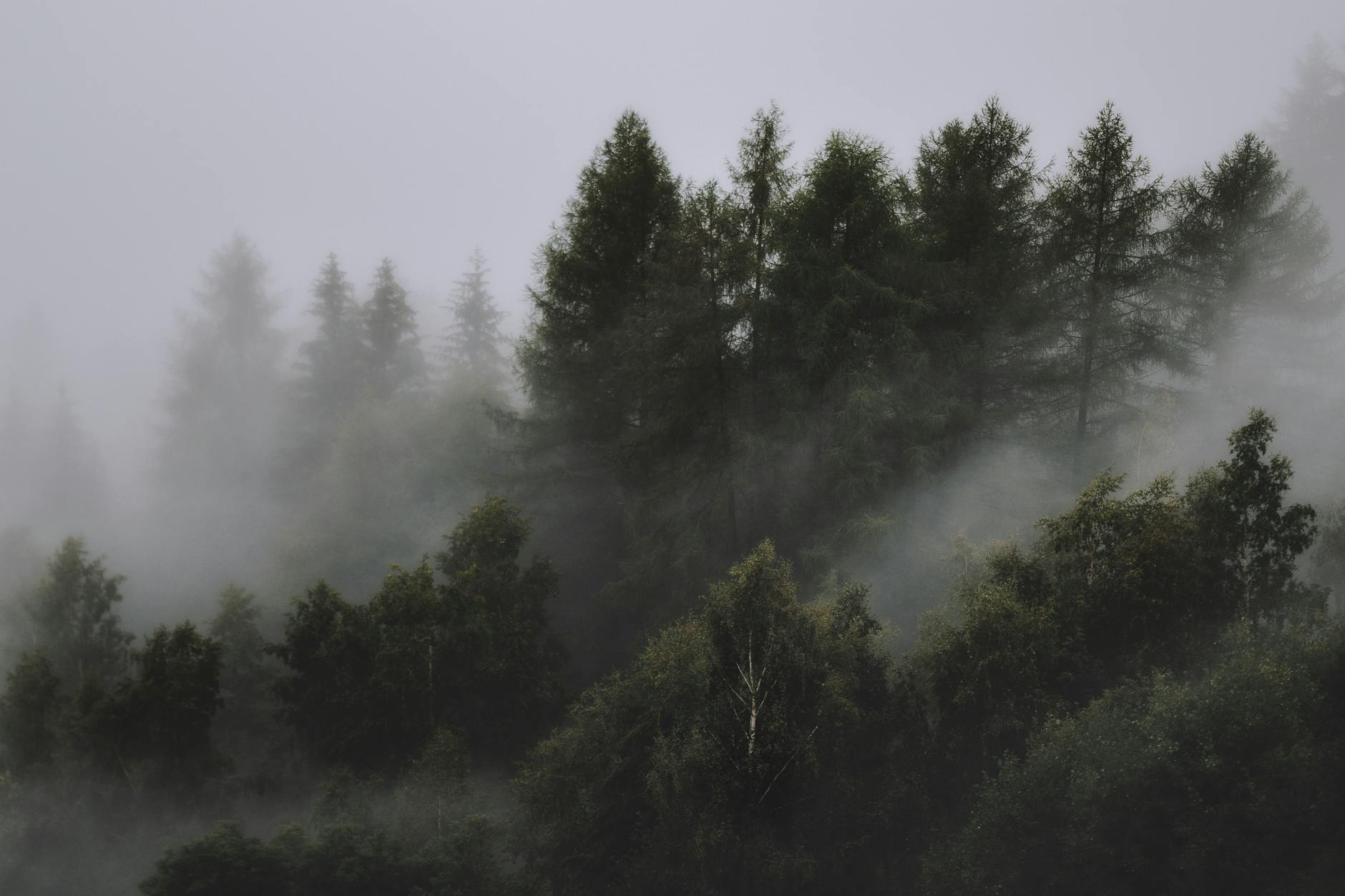 Foggy