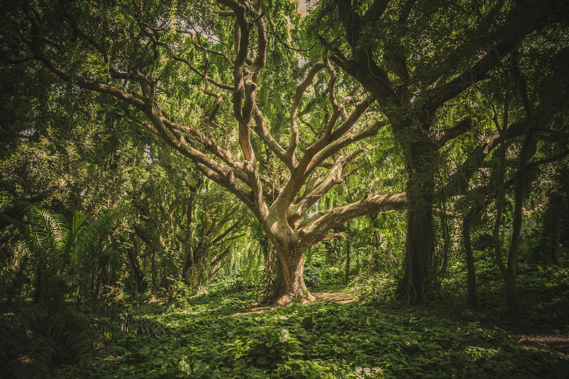 Forest (Лес) — большая территория с деревьями