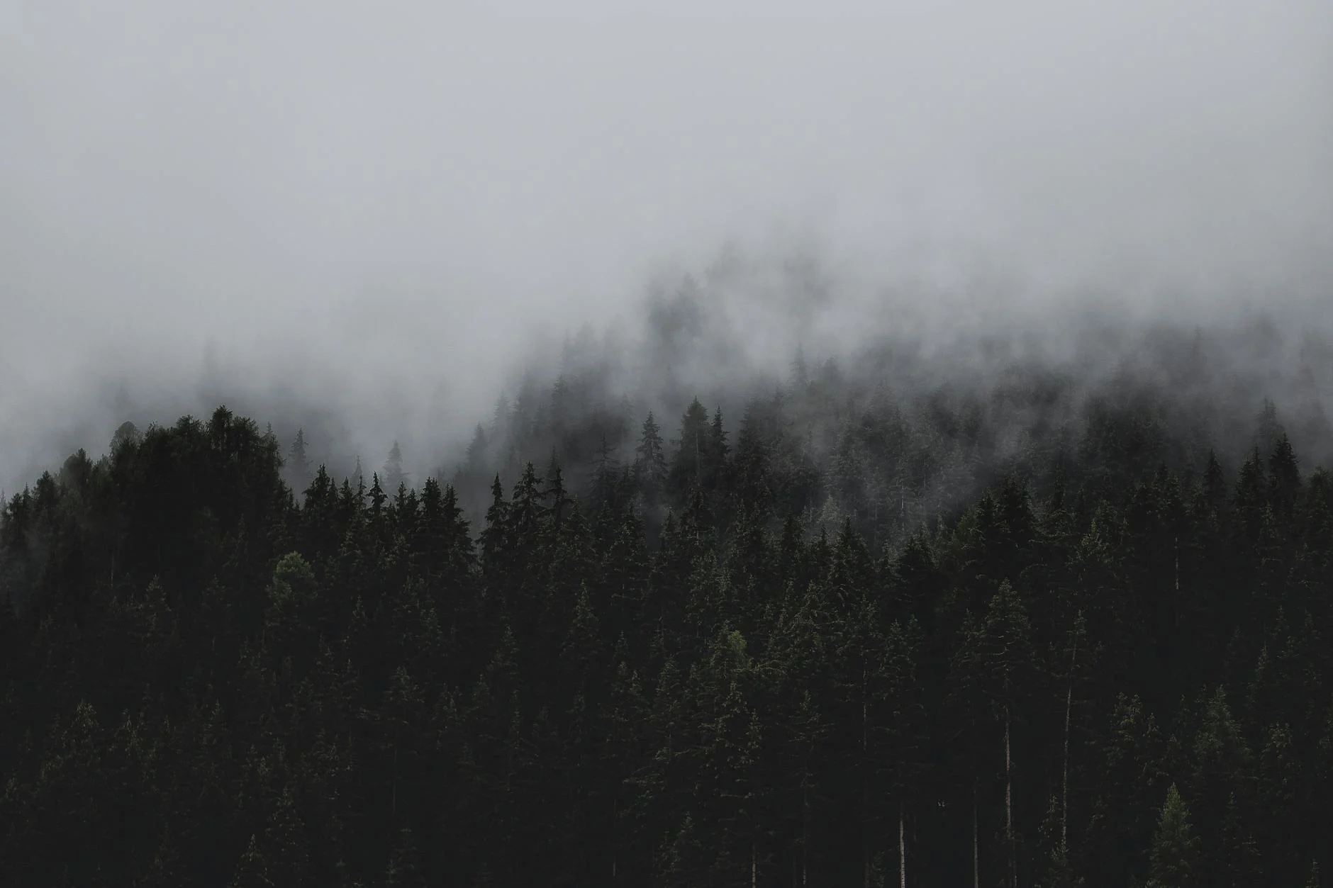 Forester (Лесник) — человек, заботящийся о лесе