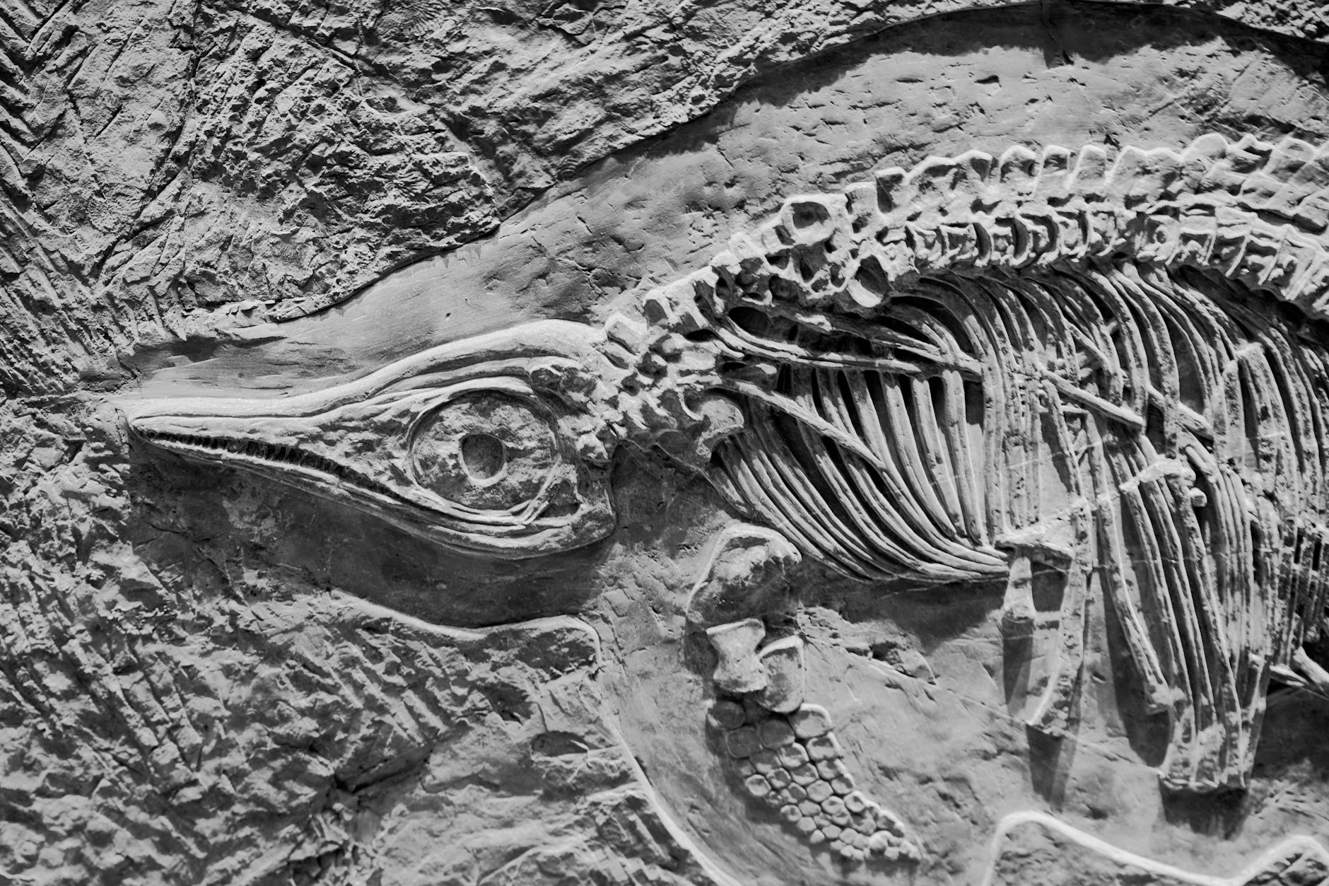 Fossil