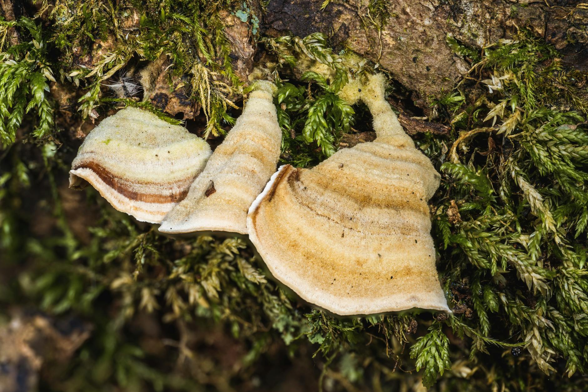 Fungi