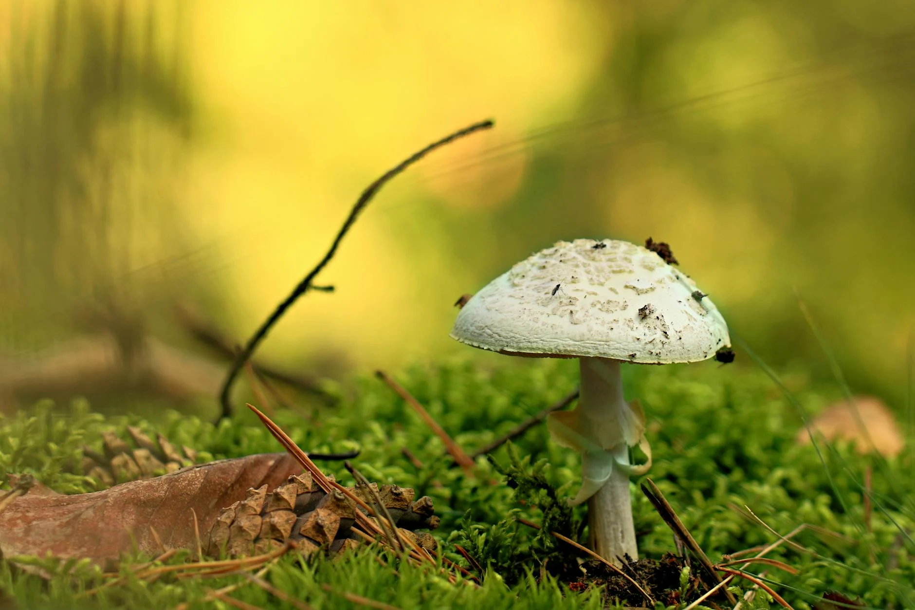Fungus