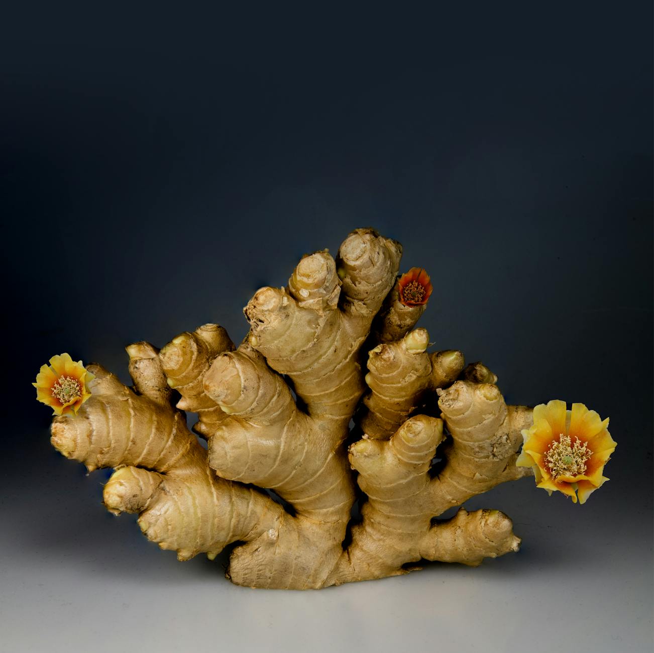 Ginger (Имбирь) — корень растения, специя
