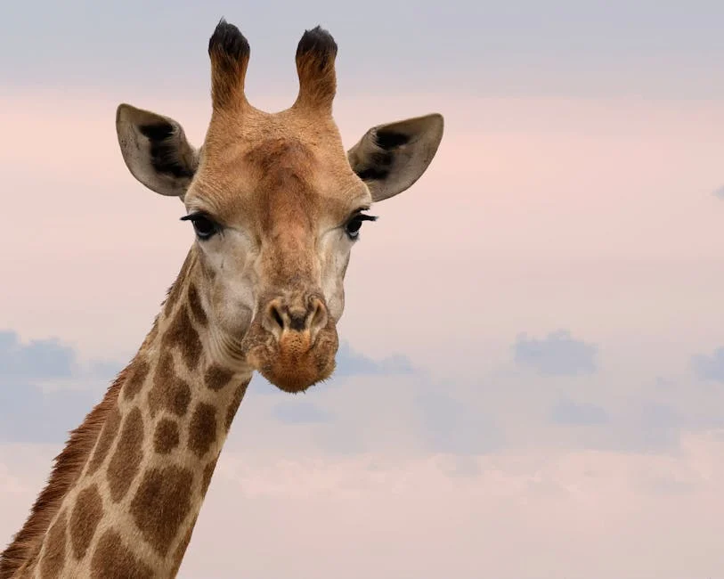 Giraffe (Жираф) — высокое африканское животное с длинной шеей