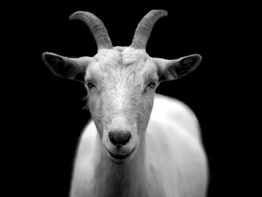 Goat (Коза) — домашнее животное