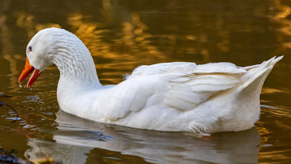 Goose (Гусь) — водоплавающая птица