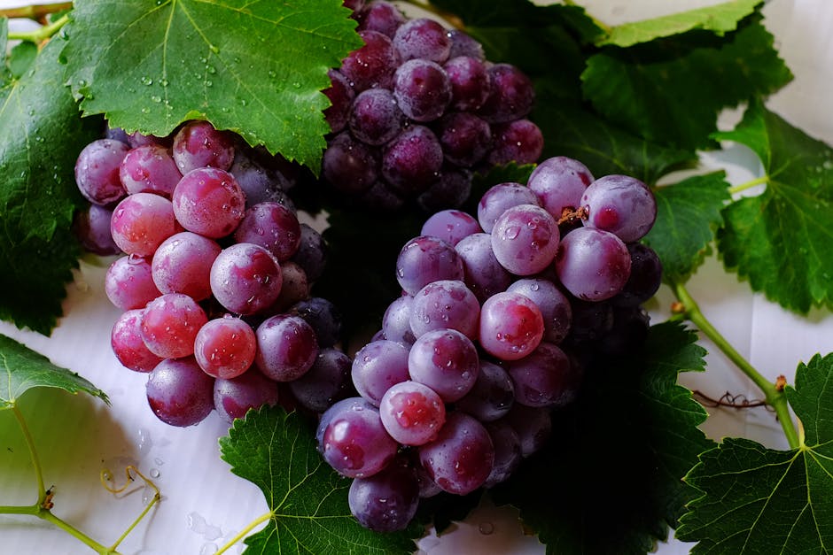 Grape (Виноград) — вкусный фрукт, растущий гроздьями
