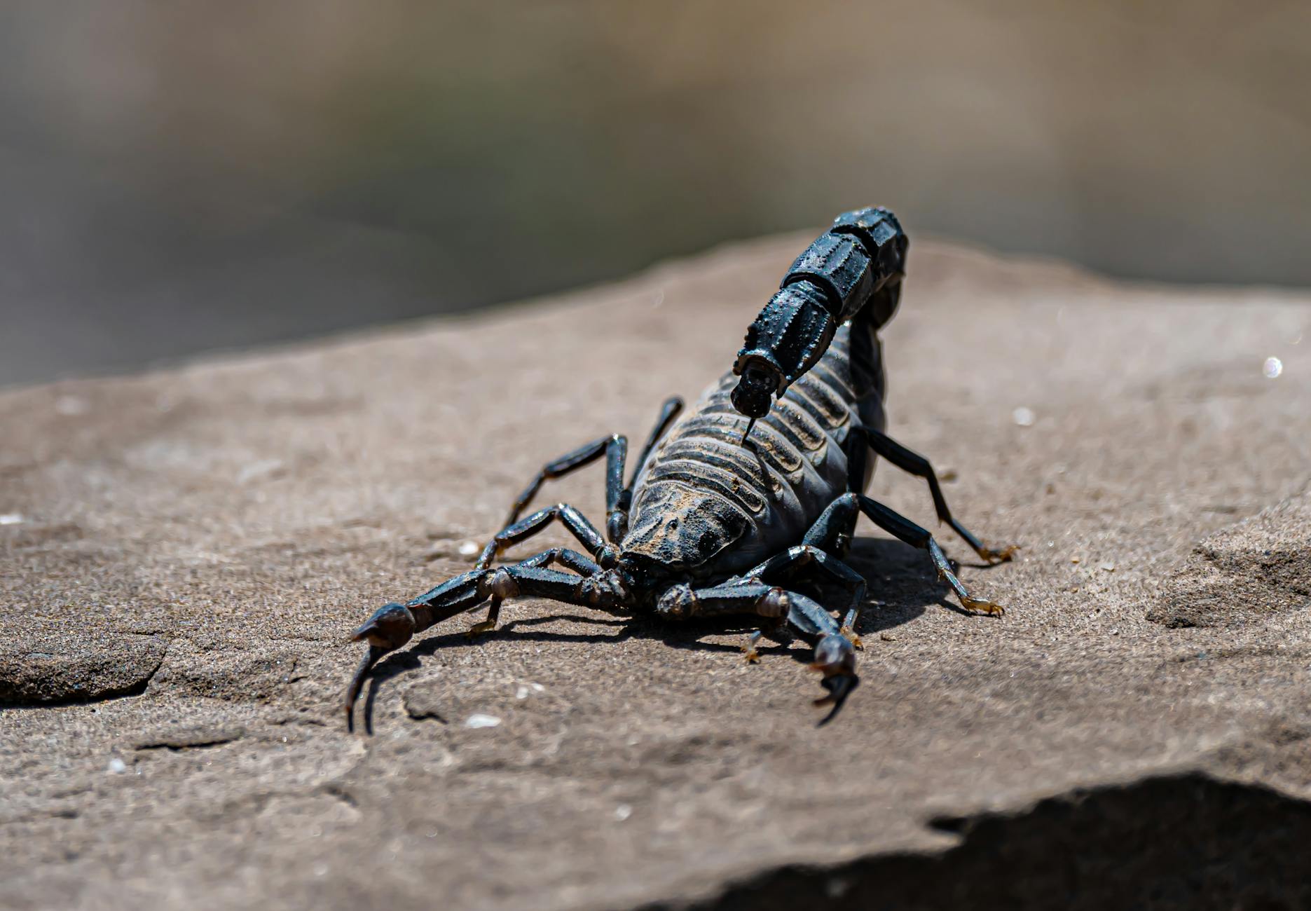 Grasshopper (Кузнечик) — зеленое прыгающее насекомое