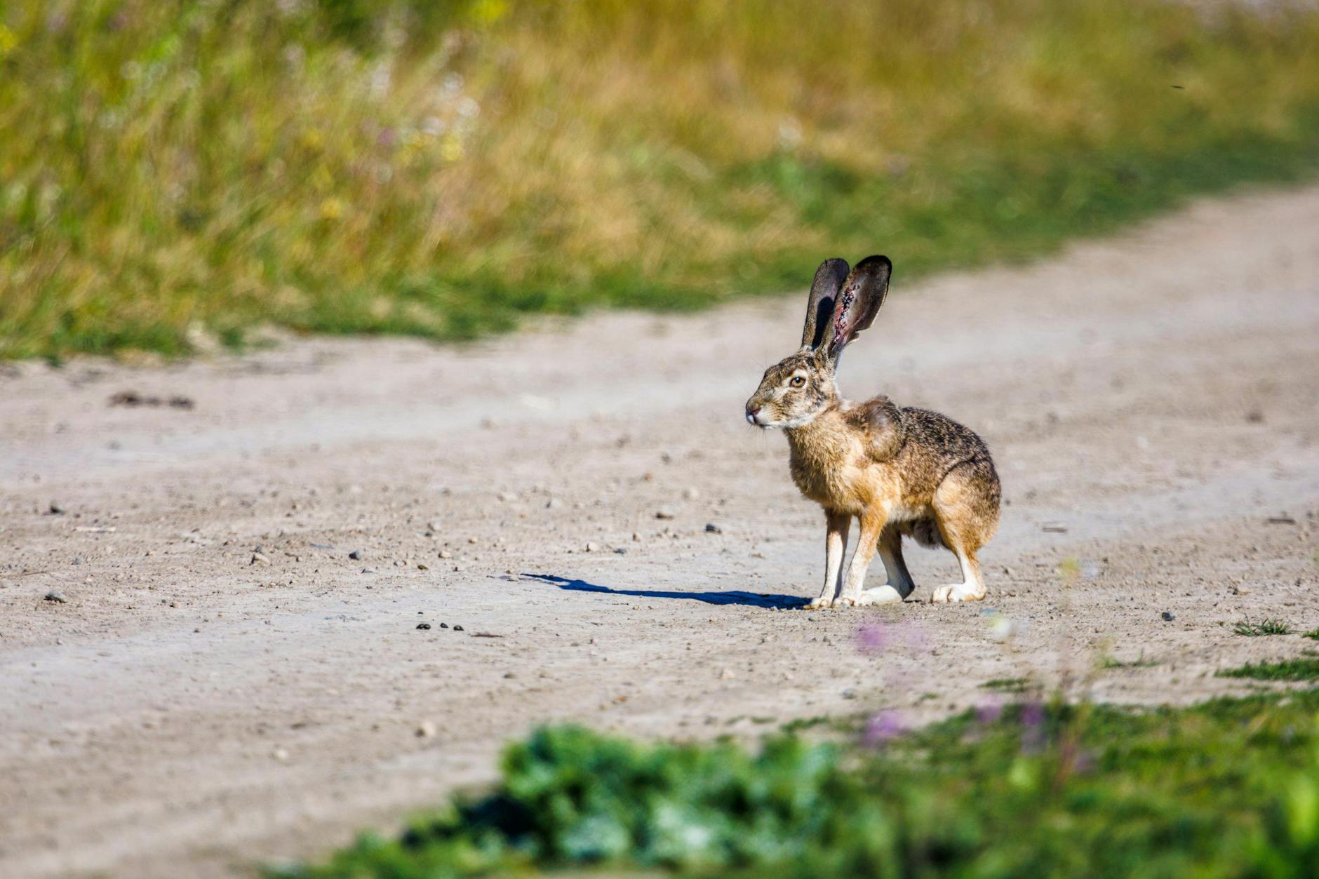 Hare