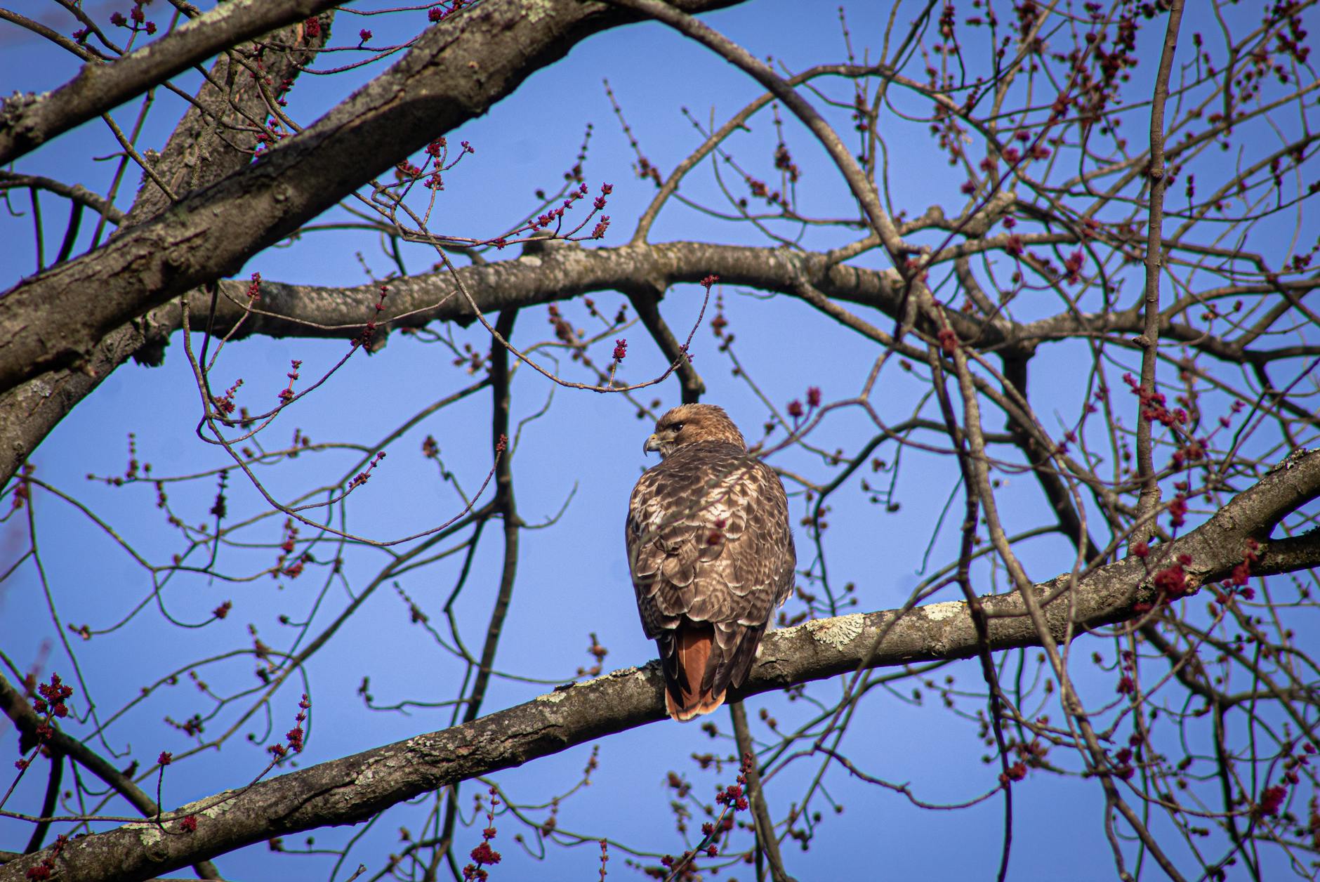 Hawk