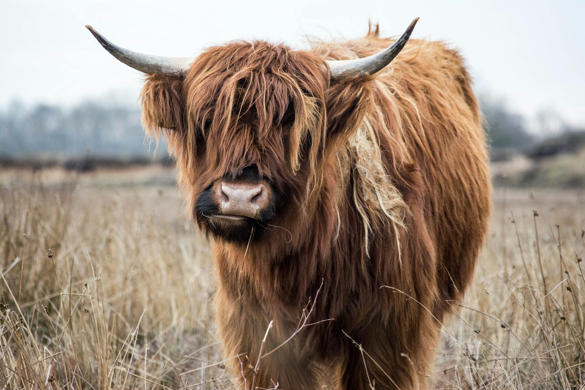 Highlander
