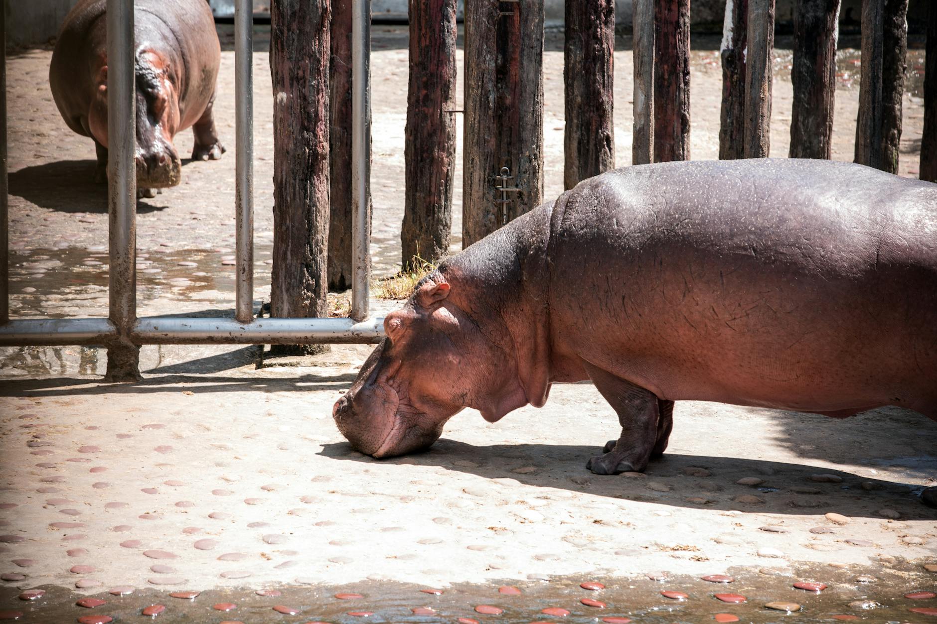Hippo