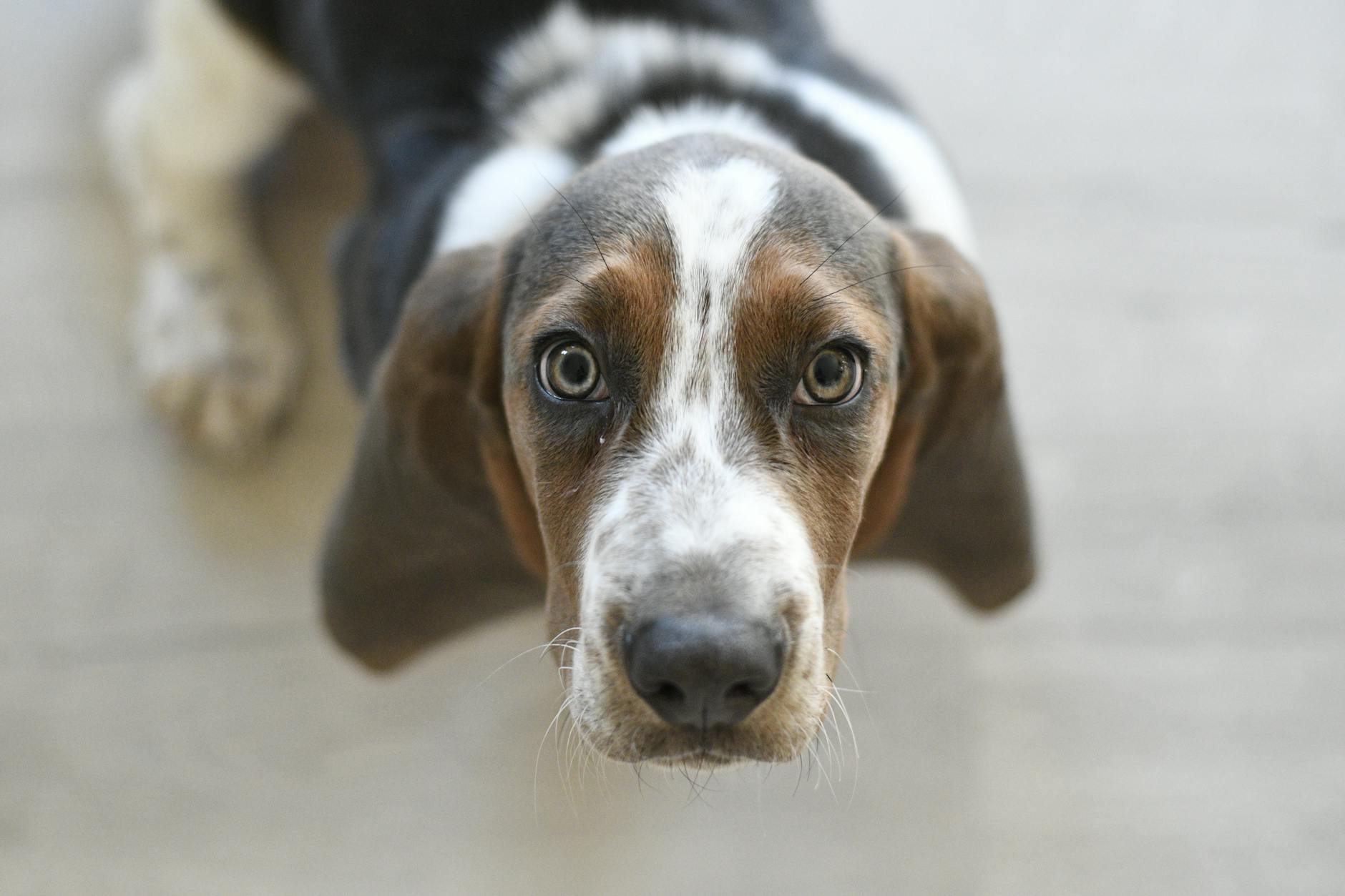 Hound