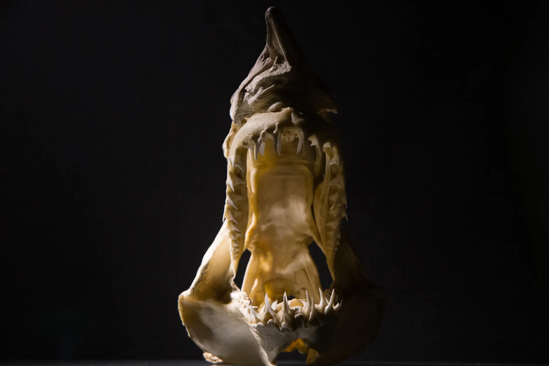 Jaw