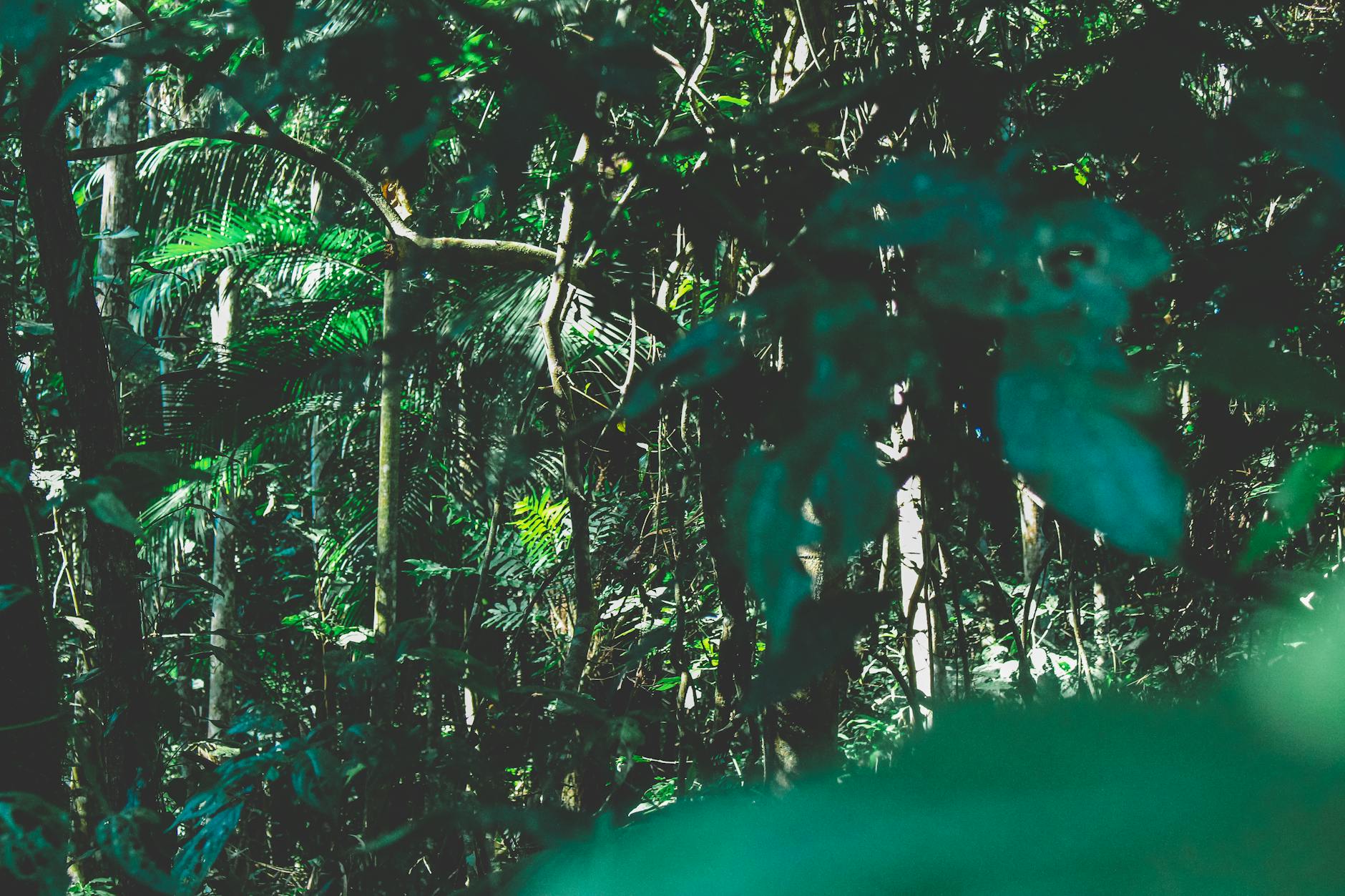 Jungle (Джунгли) — густой тропический лес с богатой флорой и фауной