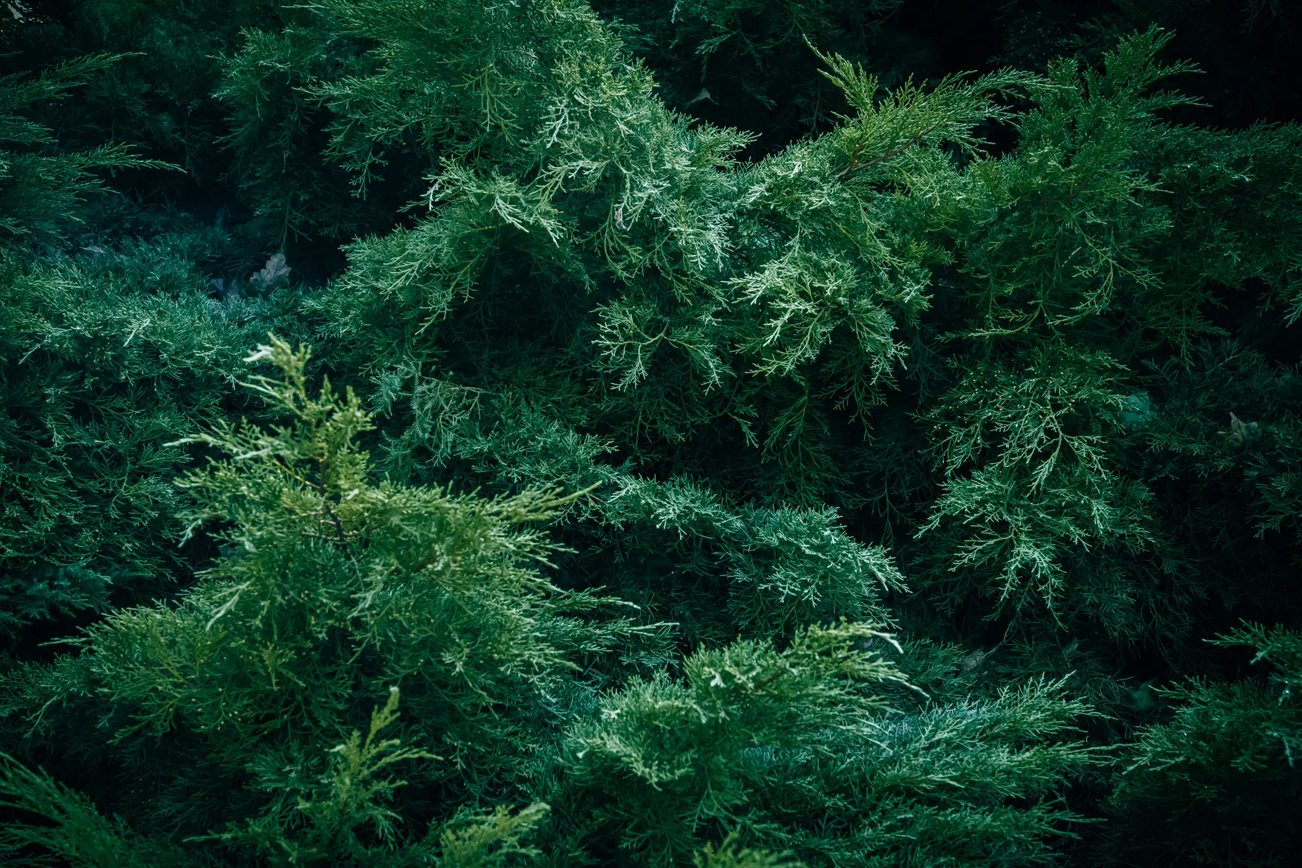 Juniper (Можжевельник) — вечнозелёное хвойное растение