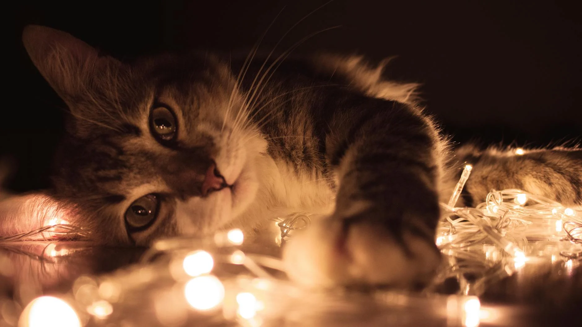 Kitten