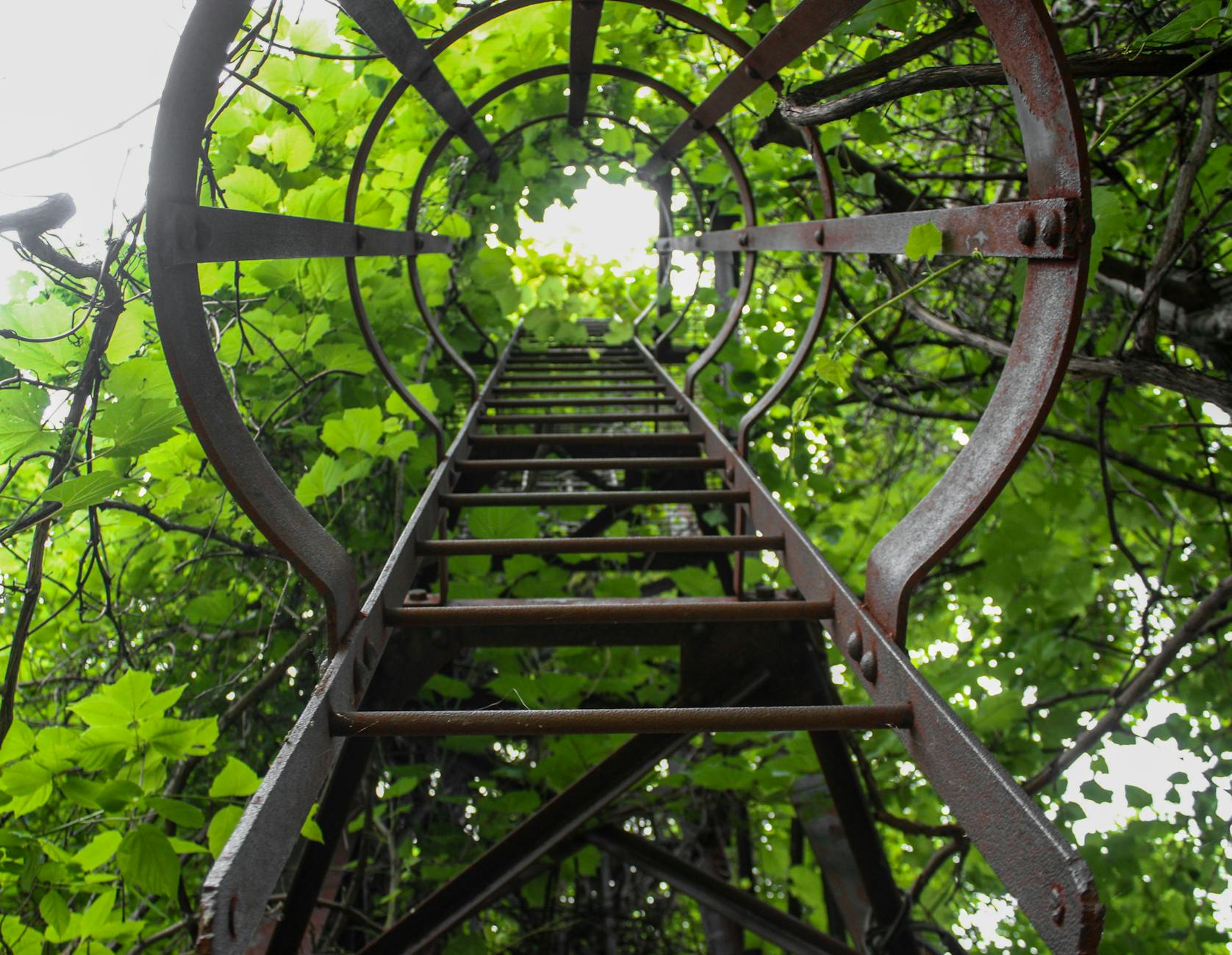 Ladder