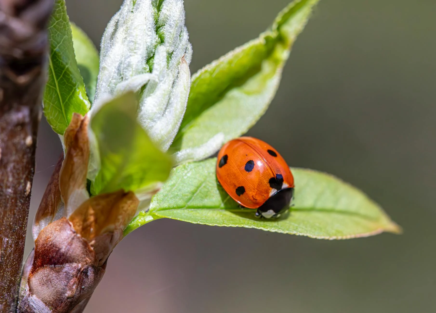 Ladybug