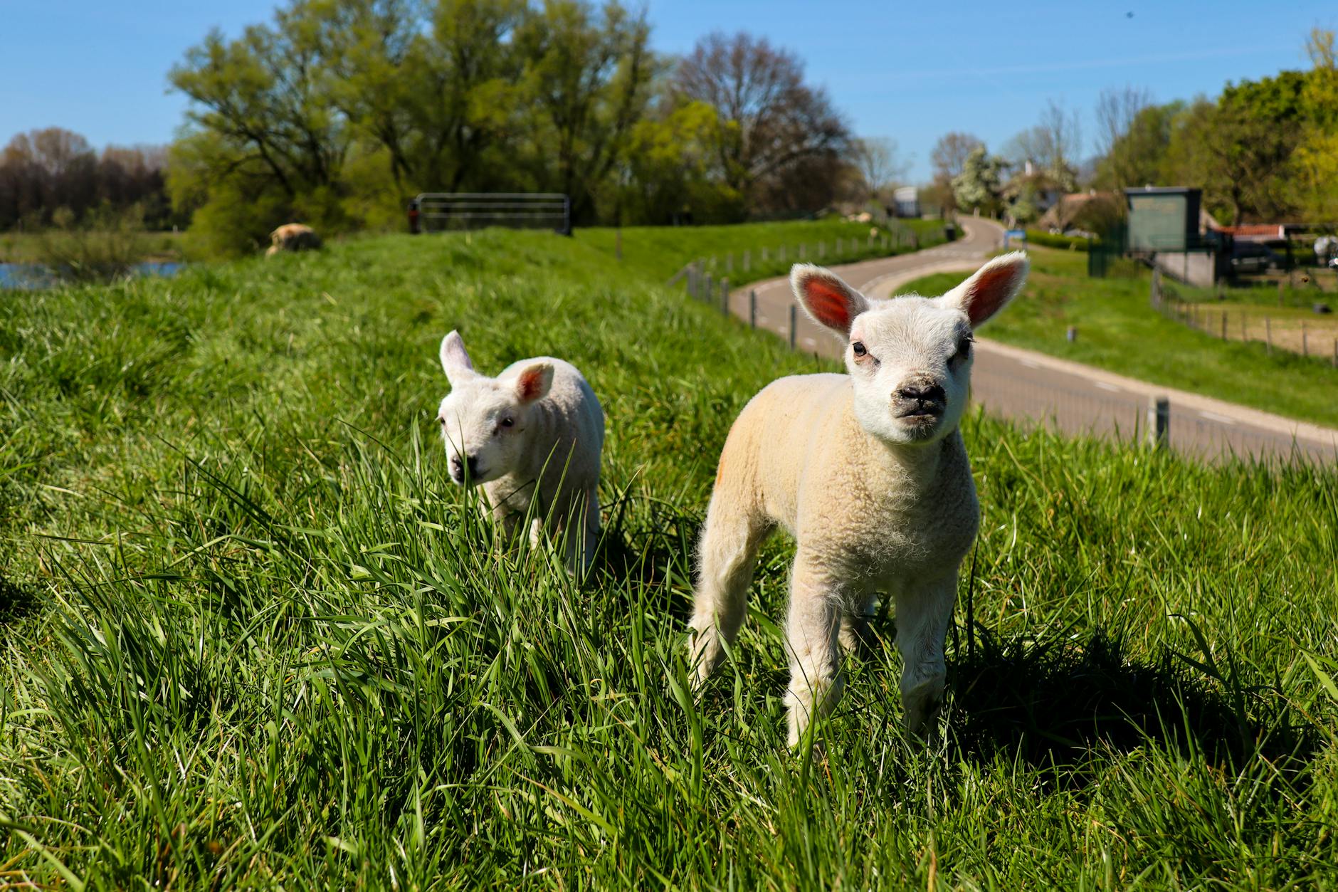Lamb