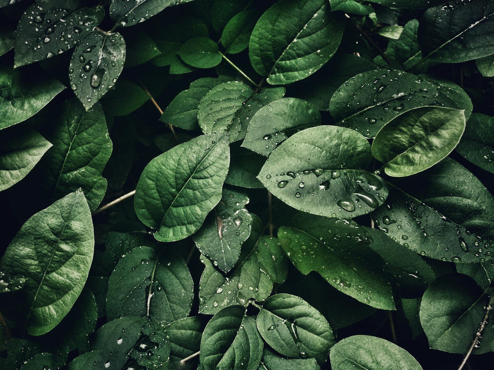 Leaf