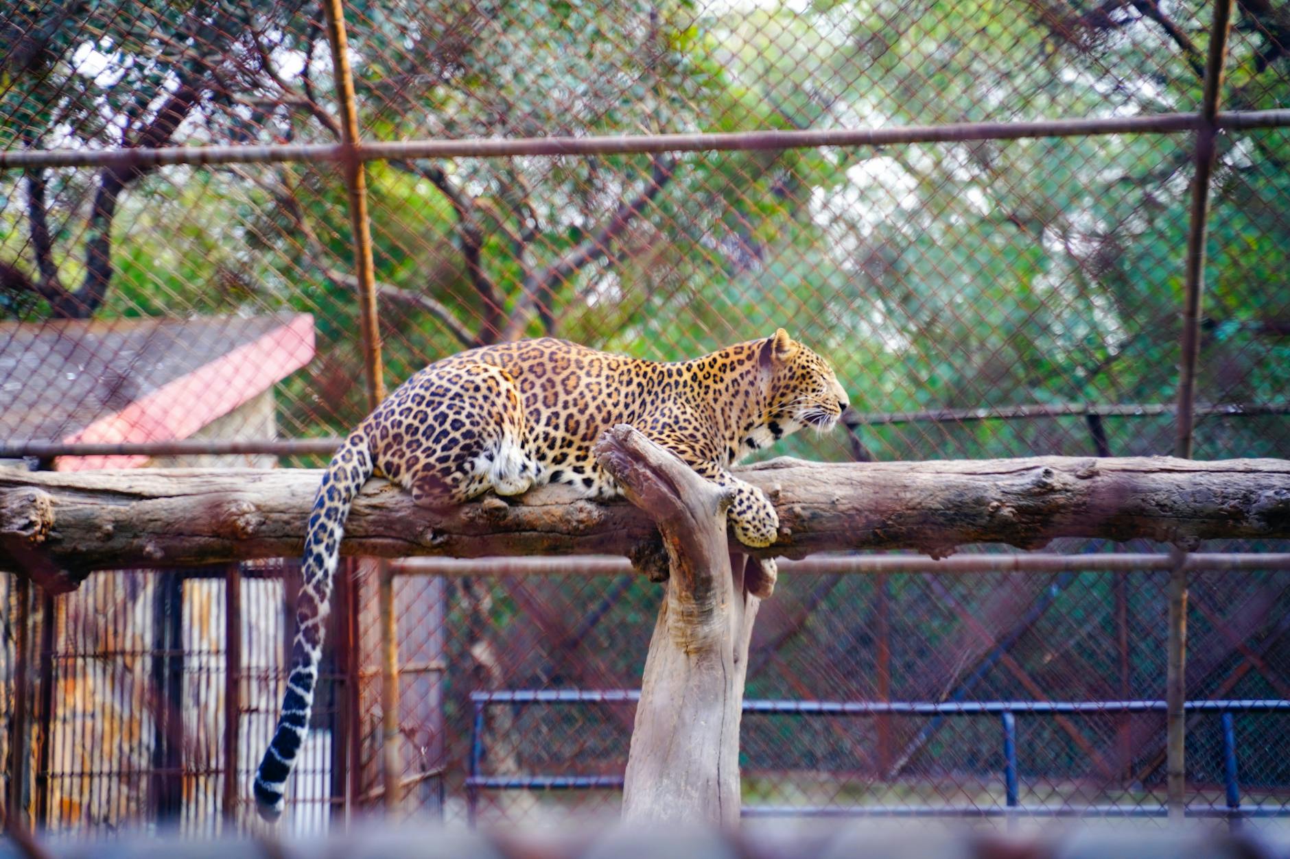 Leopard (Леопард) — дикая кошка с пятнистой шкурой