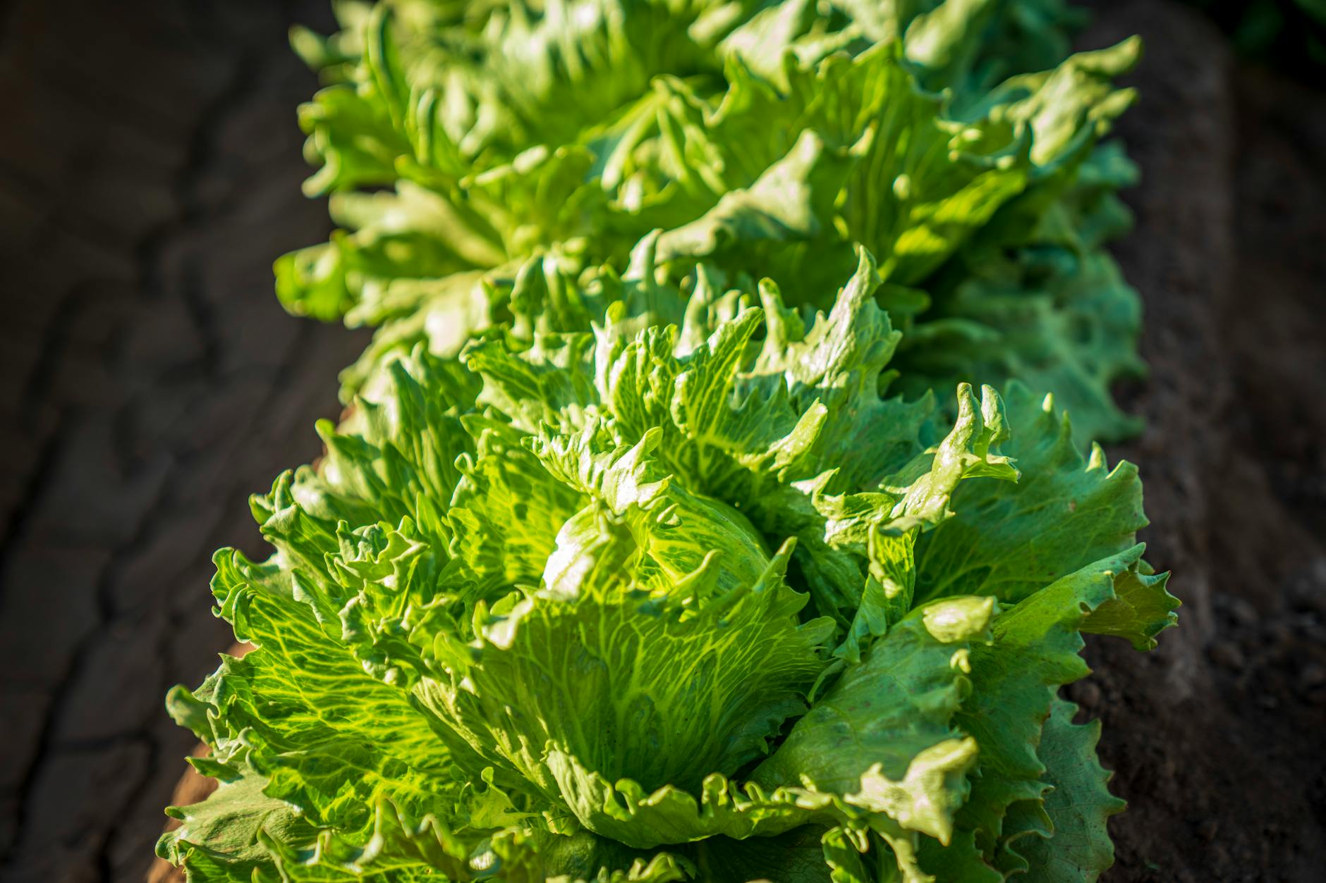 Lettuce (Салат) — свежий зеленый листовой овощ