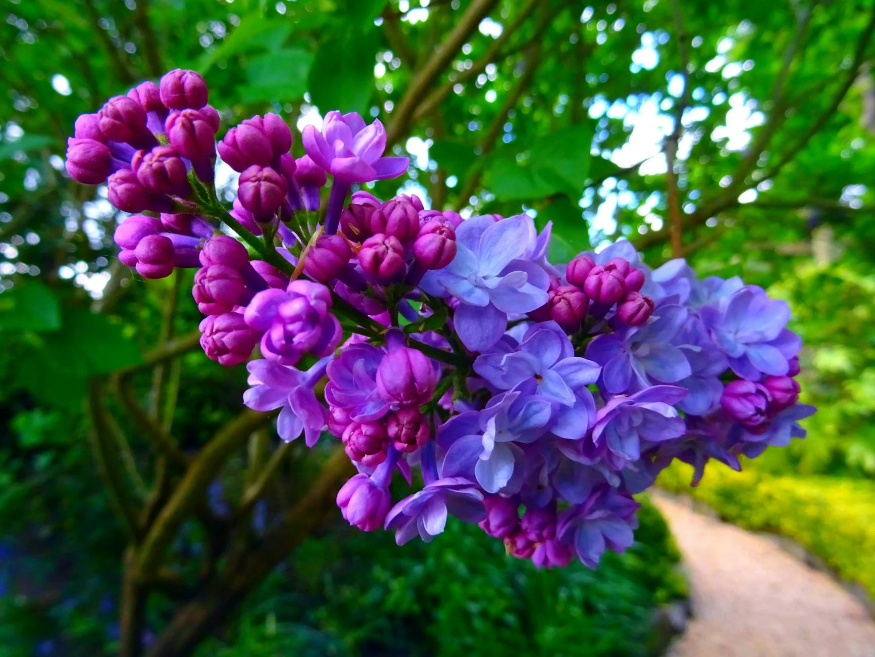 Lilac