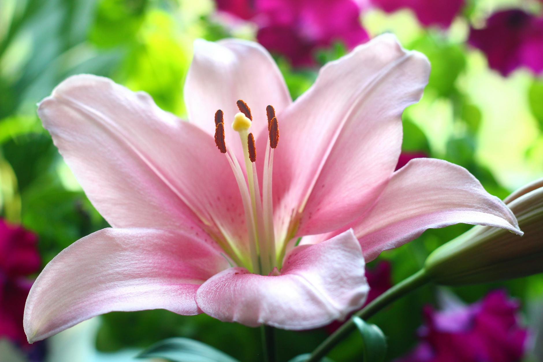 Lily