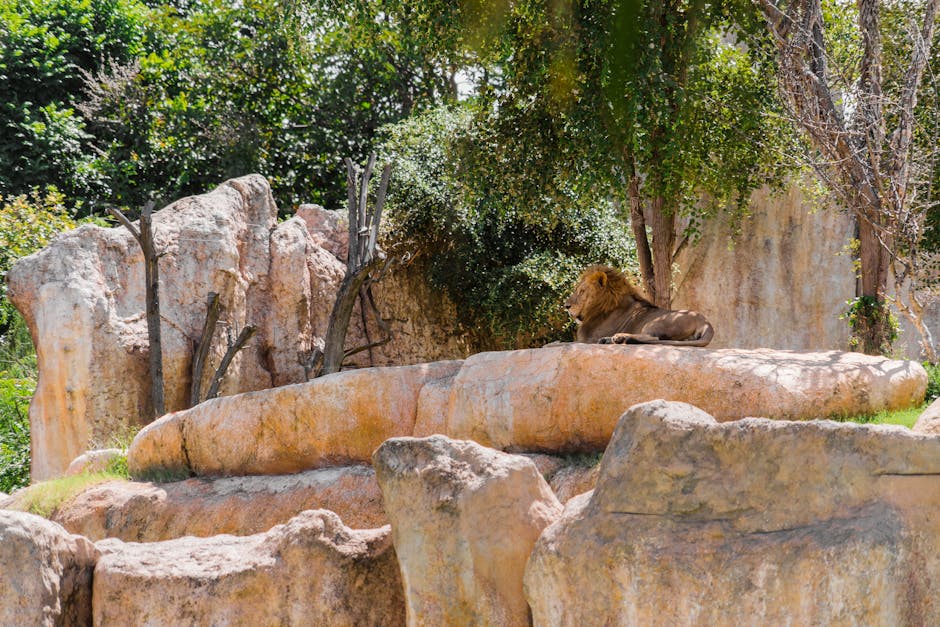 Lion (Лев) — дикое животное с гривой
