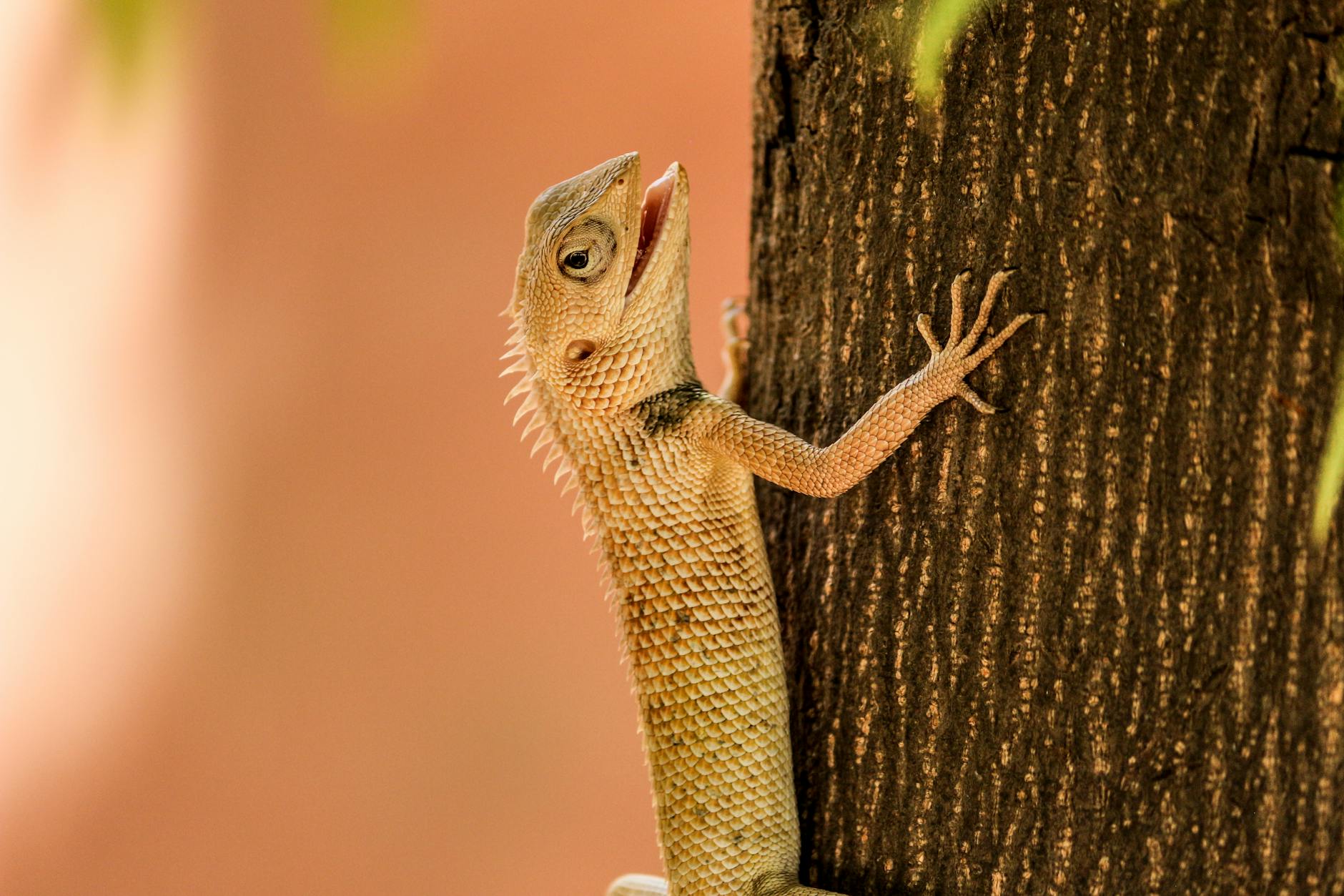 Lizard (Ящерица) — маленькое пресмыкающееся с чешуйчатой кожей