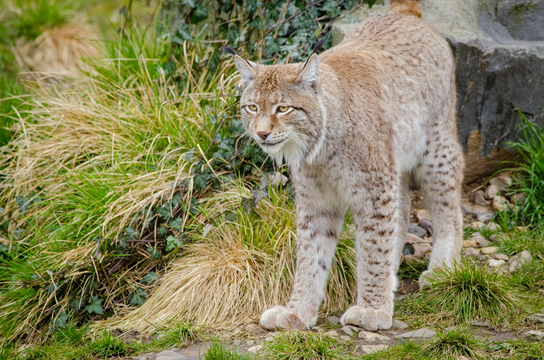 Lynx